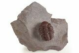 Red Austerops Trilobite - Hmar Laghdad, Morocco #329733-2